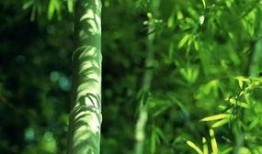 竹都美最新爆料,揭秘明星幕后故事与时尚潮流新动向