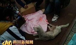 郫县网友爆料事件最新,最新事件引发热议，真相究竟如何？