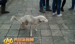 郫县网友爆料事件最新,最新事件引发热议，真相究竟如何？