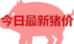 猪价情况最新爆料,最新爆料揭示市场动态与趋势